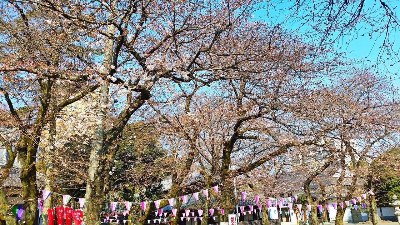 1週間後の桜の様子　小江戸川越