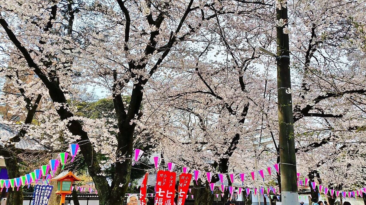 小江戸川越の桜　満開です