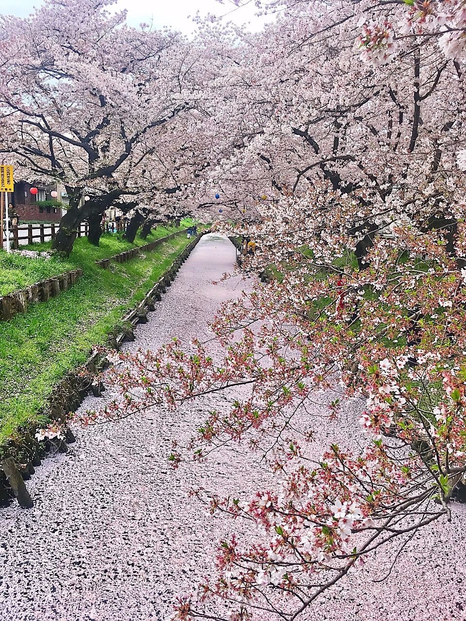 小江戸川越の桜もそろそろ・・